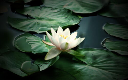 White Lotus Wallpaper Desktop