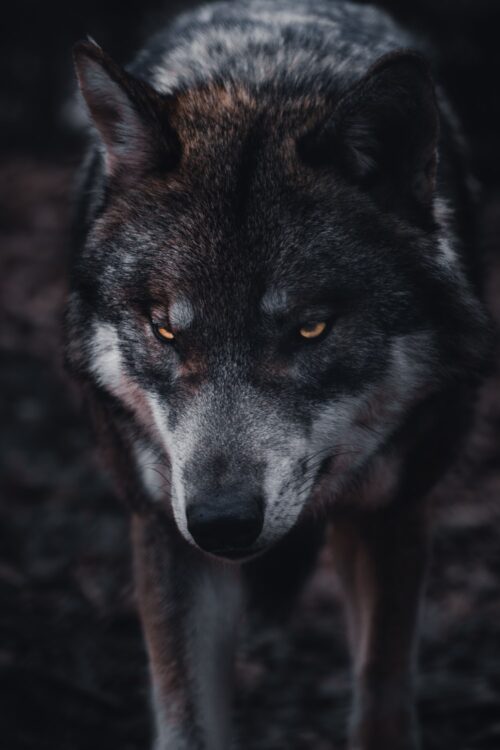 Wolf Background