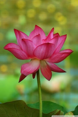 White Lotus Wallpaper