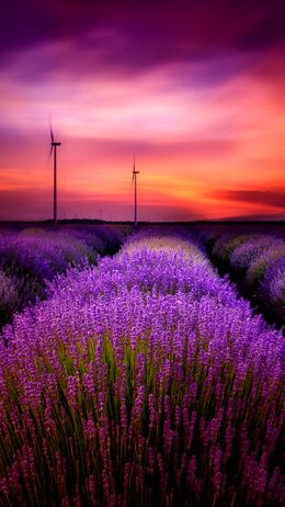 Lavender Wallpaper