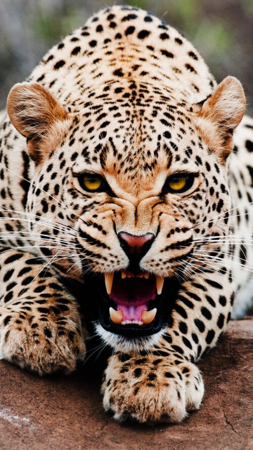 Leopard Wallpaper