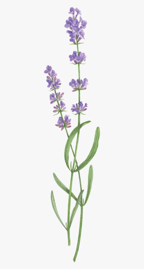 Lavender Wallpaper