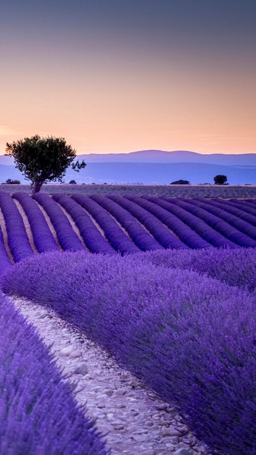 Lavender Wallpaper