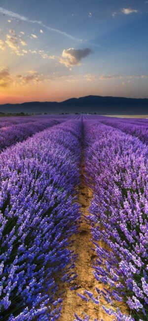Lavender Wallpaper