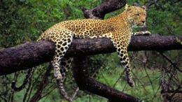 Desktop Leopard Wallpaper