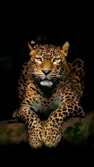 Leopard Wallpaper