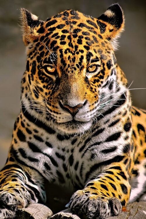 Leopard Wallpaper