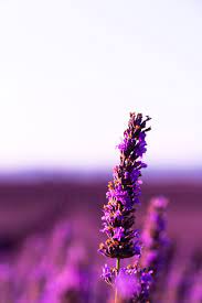 Lavender Wallpaper