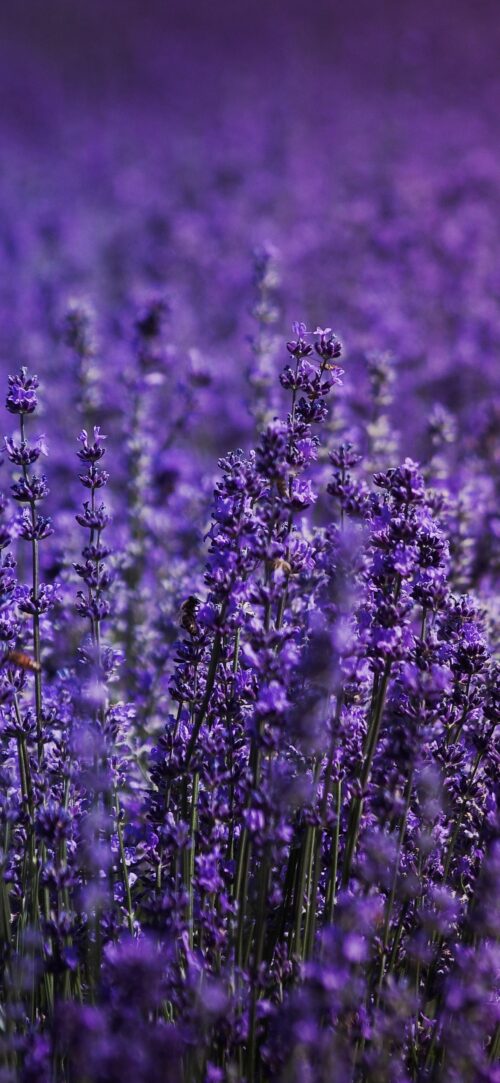 Lavender Wallpaper