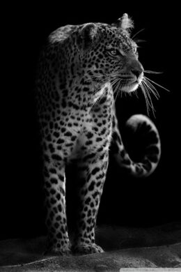 Leopard Wallpaper