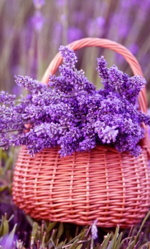 Lavender Wallpaper