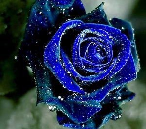 Rose Wallpaper