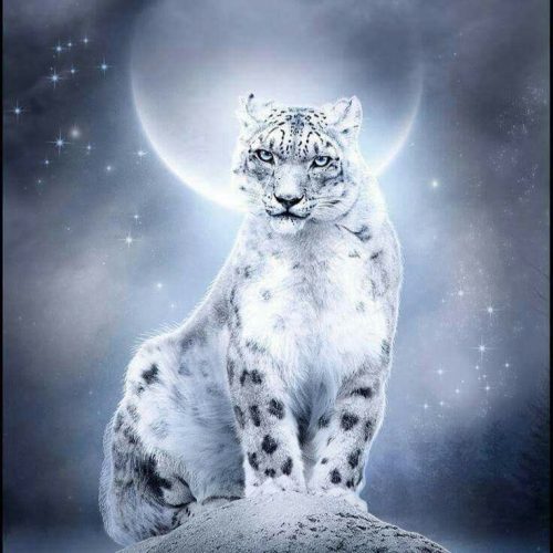 Snow Leopard Wallpaper