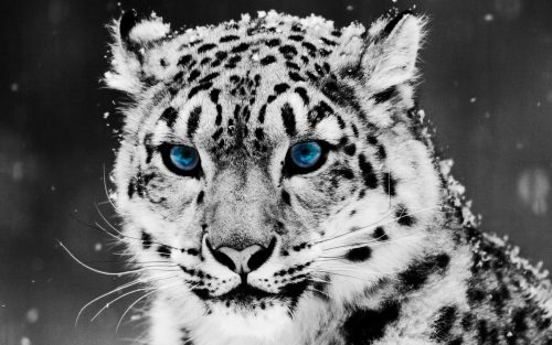 Snow Leopard Wallpaper