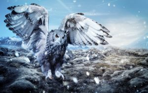 Desktop Snowy OWL Wallpaper