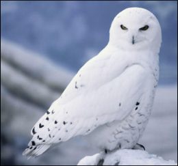 Snowy OWL Wallpaper