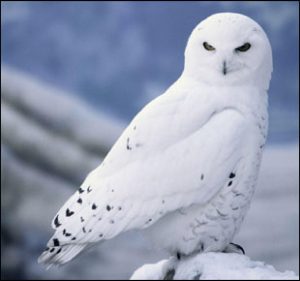 Snowy OWL Wallpaper