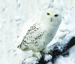 Snowy OWL Wallpaper