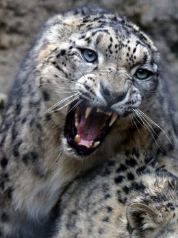 Snow Leopard Wallpaper