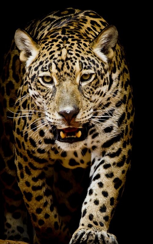 Snow Leopard Wallpaper