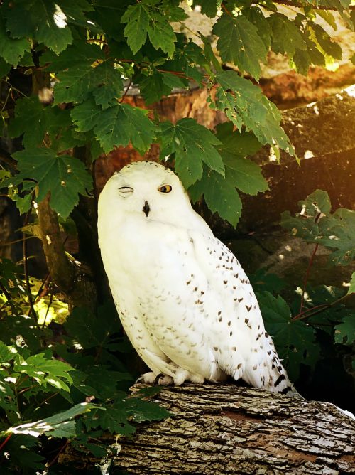 Snowy OWL Wallpaper