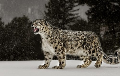 Desktop Snow Leopard Wallpaper