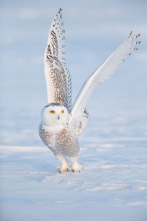 Snowy OWL Wallpaper