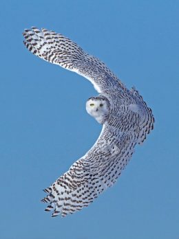 Snowy OWL Wallpaper