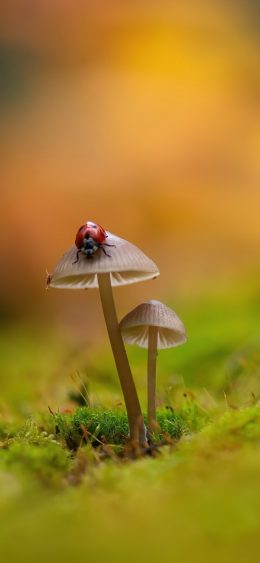 Mushroom Wallpaper