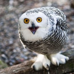 Snowy OWL Wallpaper