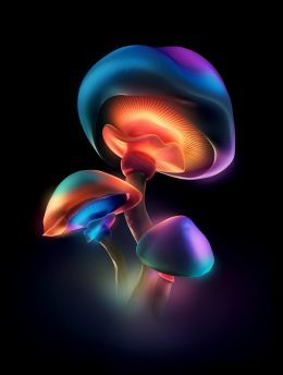 Mushroom Wallpaper