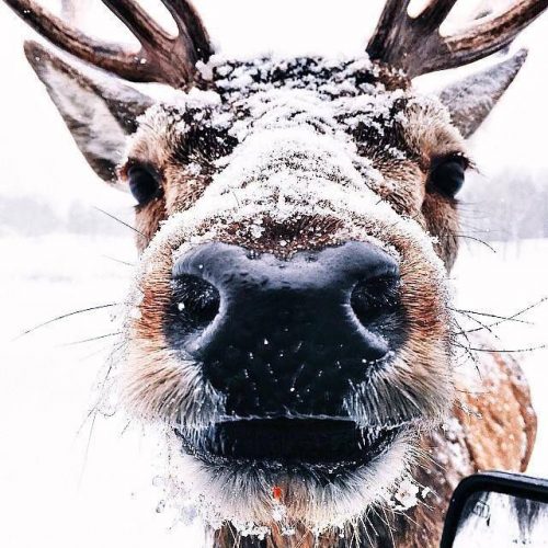 Deer Wallpaper