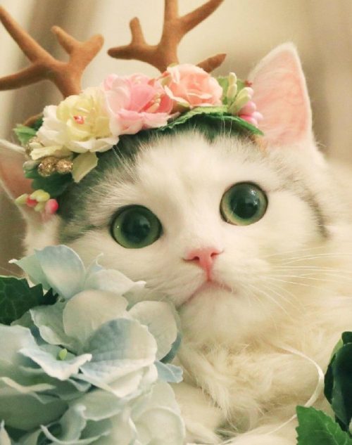 Cute Cat Wallpaper - EnWallpaper