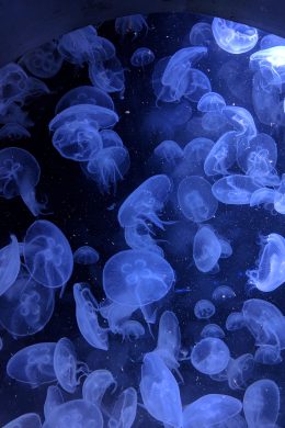 Blue Aesthetic Wallpaper