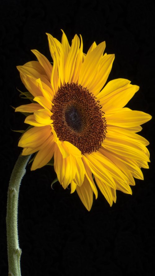 Sunflower Wallpaper