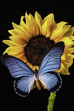 Sunflower Wallpaper