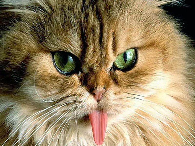 Funny Cat Wallpaper