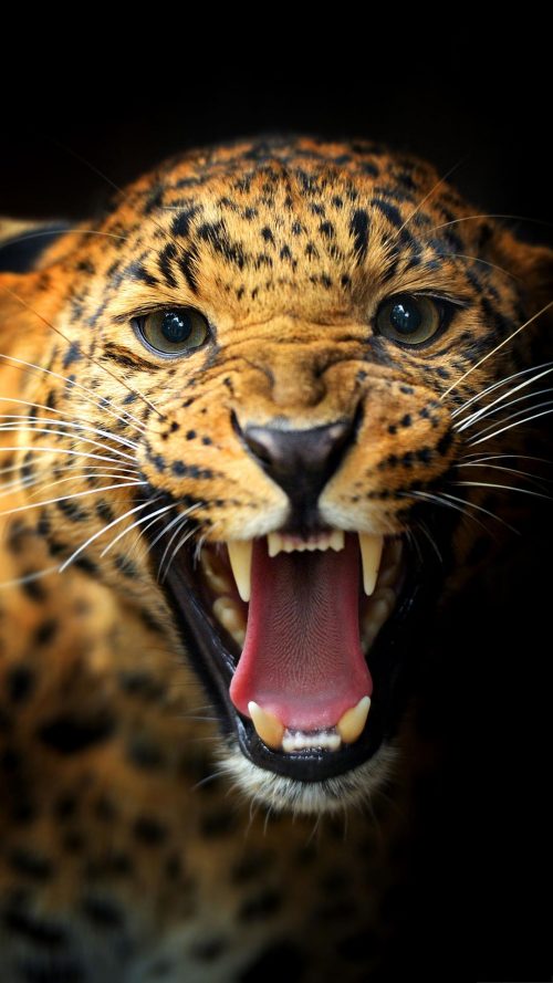 Leopard Wallpaper