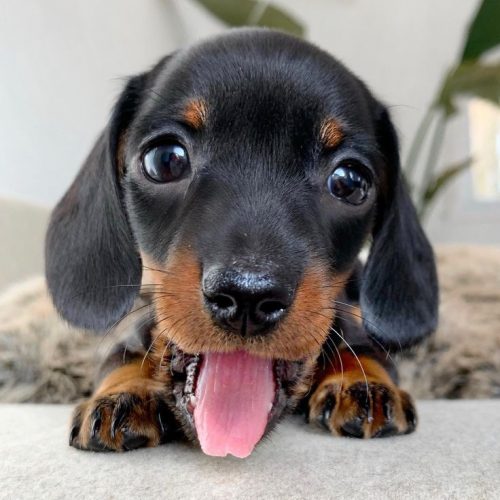 Dachshund Wallpaper