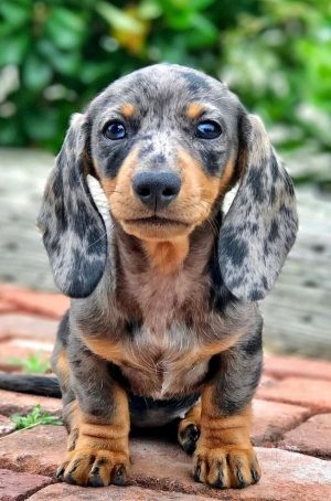 Dachshund Wallpaper