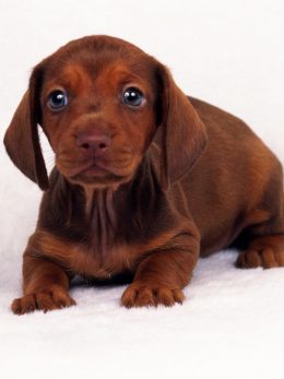 Dachshund Wallpaper