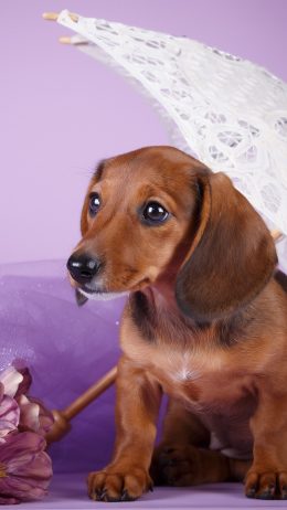 Dachshund Wallpaper