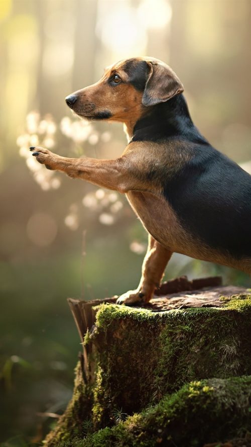 Dachshund Wallpaper