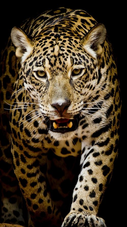 Leopard Wallpaper