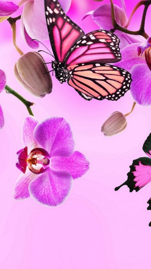 Pink Butterfly Wallpaper