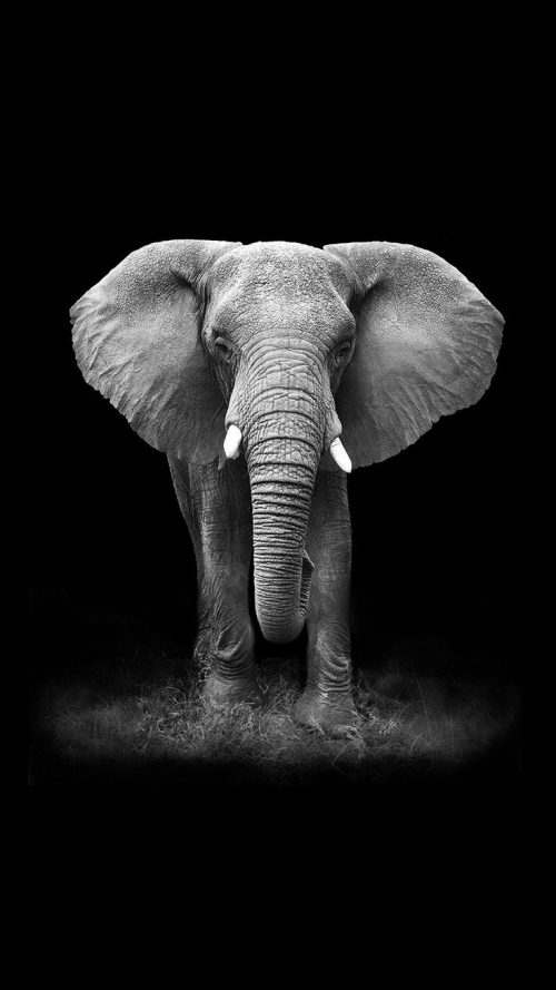 Elephant Wallpaper