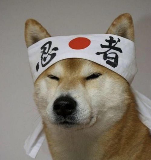 Samurai Doge Wallpaper