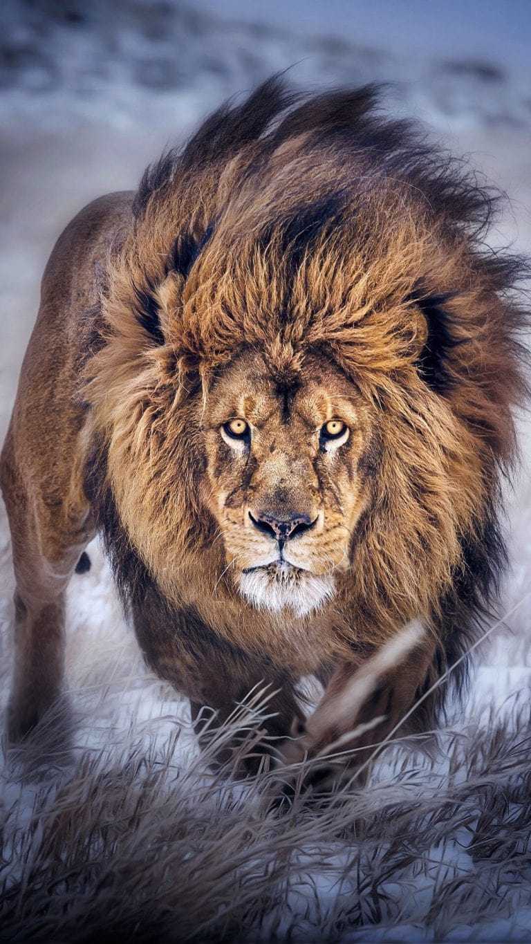 Lion Wallpaper