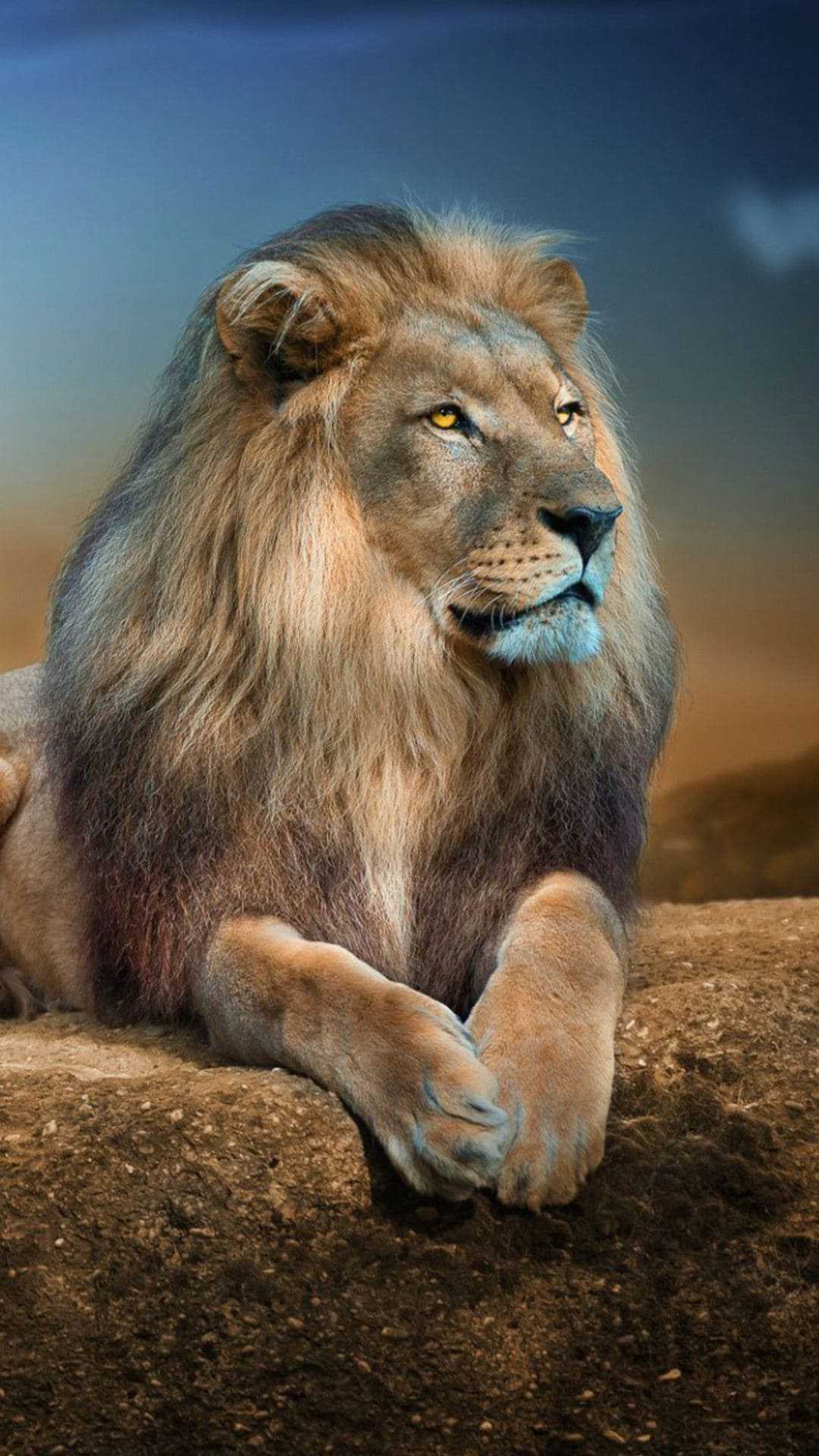 Lion Wallpaper