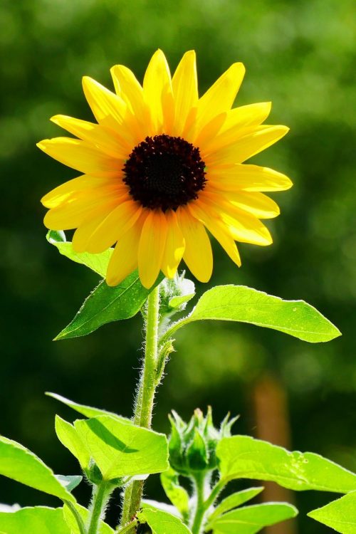 Sunflower Wallpaper